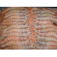 gamba blanca