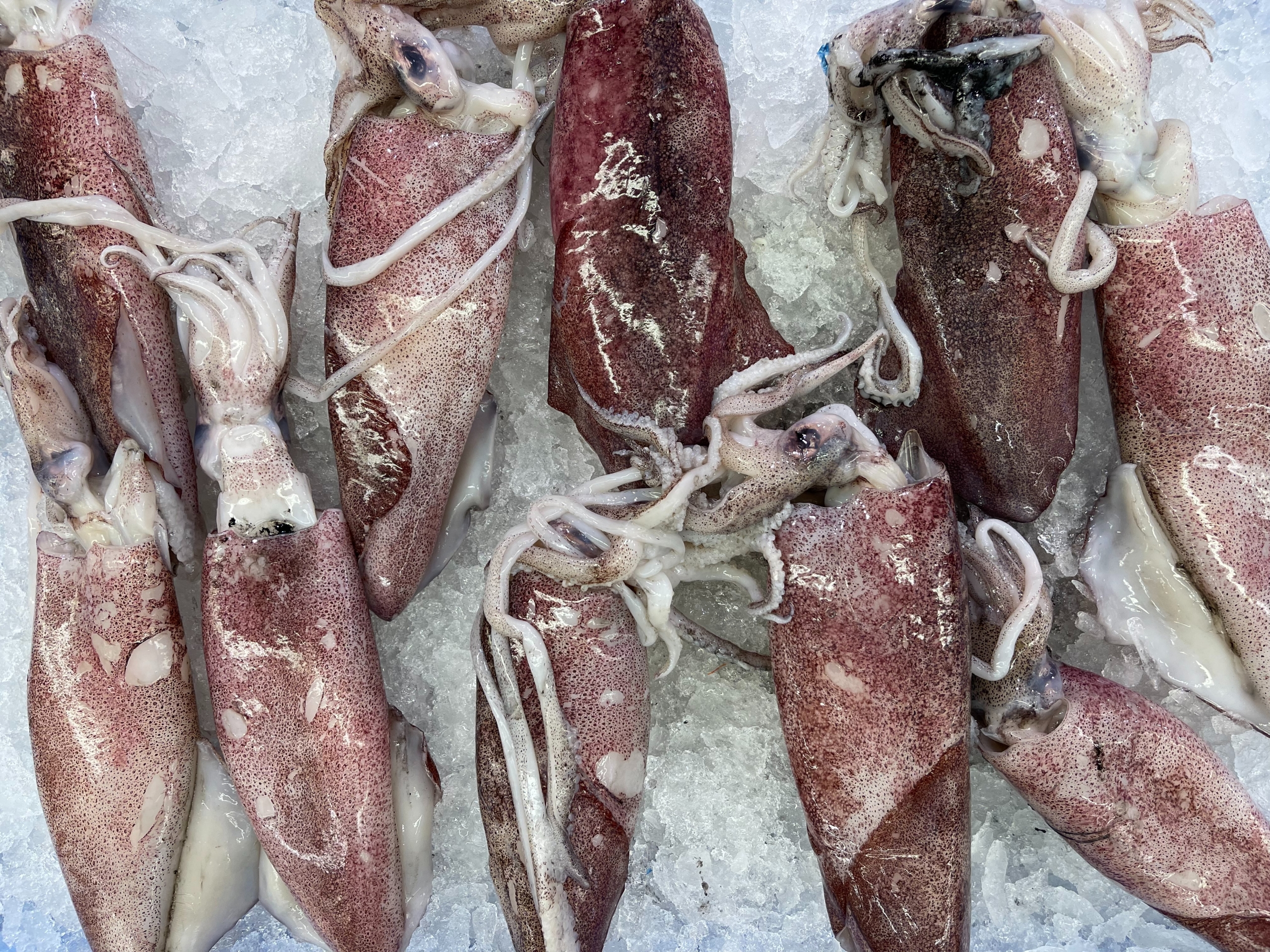 john cameron fDPRJxJMJu4 unsplash scaled Mayoristas pescados y Mariscos Sevilla